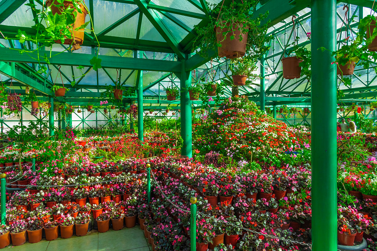 The 127 species of ferns and orchids inside the glass house is a major attraction
